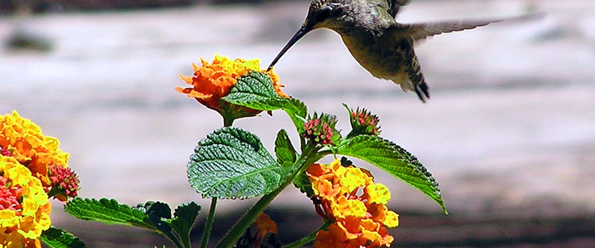 Exploring the Google Hummingbird Update and Its Impact on SEO